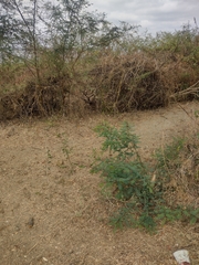Vachellia macracantha