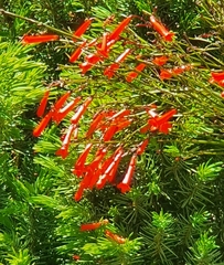 Russelia equisetiformis