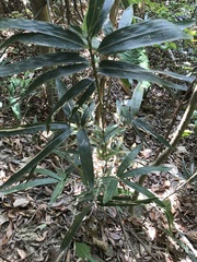 Phyllostachys makinoi
