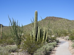 Stenocereus thurberi