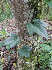 Magnoliopsida