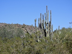 Lophocereus schottii