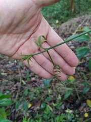 Magnoliopsida