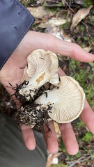 Cantharellus subalbidus