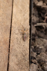 Cosmoclopius nigroannulatus