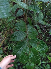 Inga