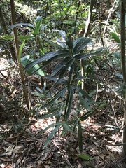 Phyllostachys makinoi