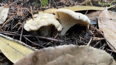 Cantharellus subalbidus