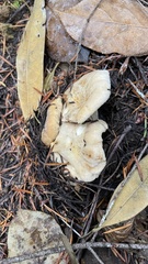 Cantharellus subalbidus