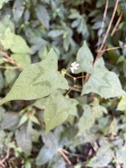Persicaria biconvexa
