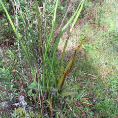 Elaphoglossum