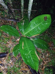 Dieffenbachia