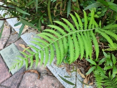 Christella parasitica