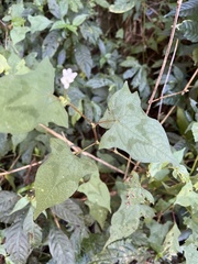 Persicaria biconvexa