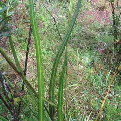 Elaphoglossum
