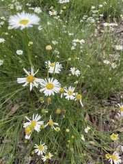 Brachyscome paludicola