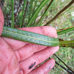 Elaphoglossum