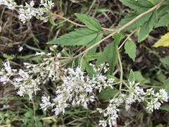 Eupatorium formosanum
