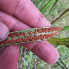 Elaphoglossum
