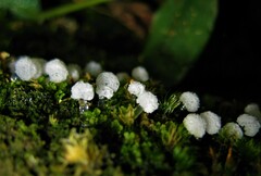 Ceratiomyxa morchella