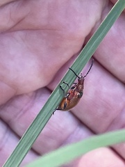 Ecnolagria rufescens