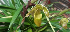 Phragmipedium
