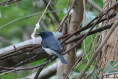 Myiagra rubecula