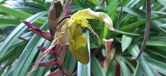 Phragmipedium