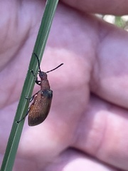 Ecnolagria rufescens