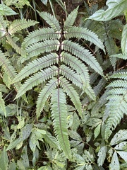 Pteris aspericaulis