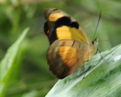 Catonephele salambria
