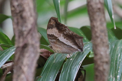 Yoma sabina