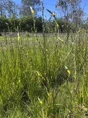 Philydrum lanuginosum