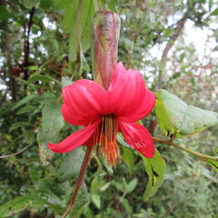 Mutisia clematis