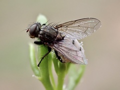 Entomophthora muscae