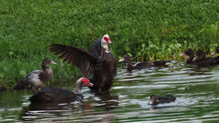 Cairina moschata domestica