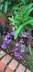 Petrea