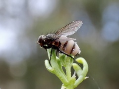 Entomophthora muscae