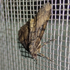 Lepidoptera