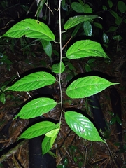 Acalypha diversifolia