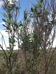Baccharis dracunculifolia