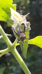 Leptoglossus gonagra