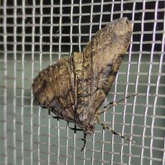 Lepidoptera