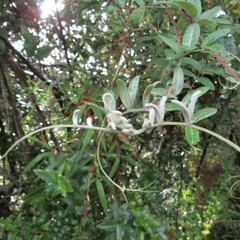 Mutisia clematis