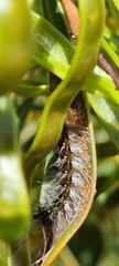 Anthela rubeola