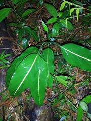 Dieffenbachia oerstedii