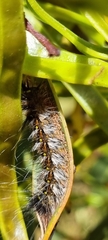 Anthela rubeola