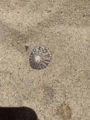 Cellana tramoserica