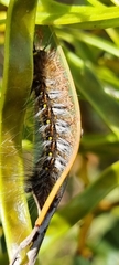 Anthela rubeola