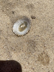 Cellana tramoserica